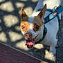 Spot joined the competition — help win amazing prizes! dog, small_dog, white_dog, brown_spots, harness, blue_harness, tongue_out, happy, pet, animal, outdoor, daylight, shadow, pavement, close_up, looking_up, ears_up, canine, playful, companion