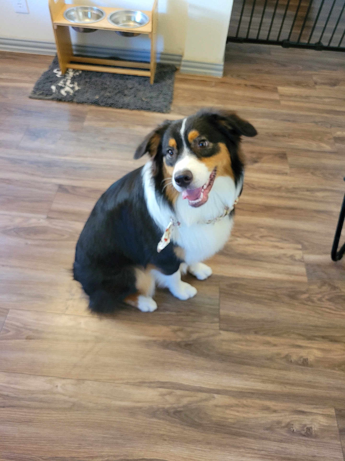 Ares is registered to the contest to win money with this photo: dog, pet, indoor, wood_floor, feeding_bowl, collar, tricolor, happy, sitting, floor, fur, animal, household, background, rug, metal_bowl, gate, looking_up, domestic, companion