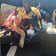 Ares is registered to the contest to win money with this photo: dog, sleeping, car_seat, sunlight, leash, harness, brown_dog, black_dog, cozy, resting, pet, animal, friendship, paw, car_interior, seat_cover, relaxation, snuggle, companion, cute