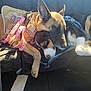 dog, sleeping, car_seat, sunlight, leash, harness, brown_dog, black_dog, cozy, resting, pet, animal, friendship, paw, car_interior, seat_cover, relaxation, snuggle, companion, cute