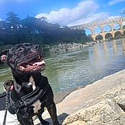 Tayson participe au concours pour gagner de l'argent avec cette photo : dog, black_dog, tongue_out, rocky_terrain, river, person, leash, harness, trees, bridge, aqueduct, water, clouds, sky, outdoor, nature, sunny, happy, pet, animal