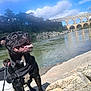 dog, black_dog, tongue_out, rocky_terrain, river, person, leash, harness, trees, bridge, aqueduct, water, clouds, sky, outdoor, nature, sunny, happy, pet, animal