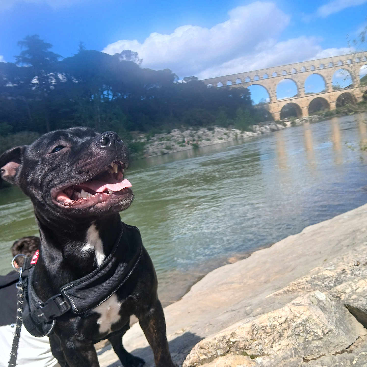 Tayson participe au concours pour gagner de l'argent avec cette photo : animal, aqueduct, black_dog, bridge, clouds, dog, happy, harness, leash, nature, outdoor, person, pet, river, rocky_terrain, sky, sunny, tongue_out, trees, water