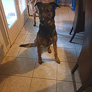 Stan participe au concours pour gagner de l'argent avec cette photo : animal, black_and_brown_dog, brown_dog, chair, children's_toy, collar, daylight, dog, domestic, door, furniture, home, indoor, pet, shadow, sitting, standing, tile_floor, toy, window