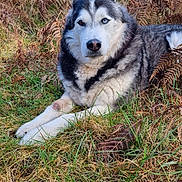 Loup participe au concours pour gagner de l'argent avec cette photo : dog, siberian_husky, animal, canine, outdoor, grass, ferns, nature, lying_down, heterochromia, pet, wildlife, mammal, fur, portrait, forest, calm, resting, eyes, snout