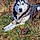 Loup