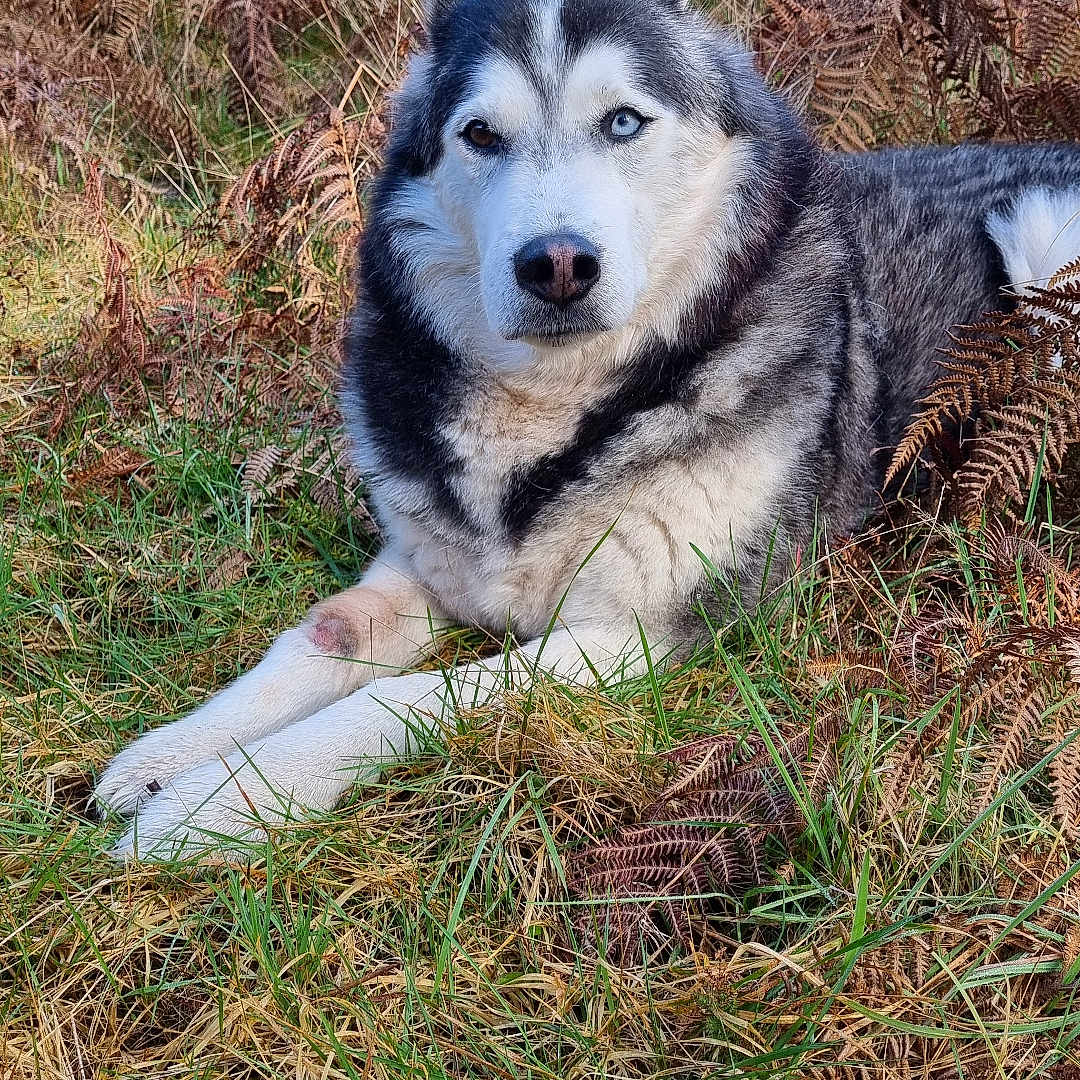 Loup participe au concours pour gagner de l'argent avec cette photo : dog, siberian_husky, animal, canine, outdoor, grass, ferns, nature, lying_down, heterochromia, pet, wildlife, mammal, fur, portrait, forest, calm, resting, eyes, snout