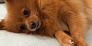 Coco Chanel joined the competition — help win amazing prizes! dog, pomeranian, fluffy, orange, pet, cute, lying_down, couch, indoor, fur, small_dog, relaxed, animal, companion, canine, cozy, soft, home, resting, cute_pet