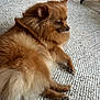 Coco Chanel joined the competition — help win amazing prizes! dog, pomeranian, fluffy, brown, pet, indoor, carpet, rug, floor, animal, fur, cute, small_dog, relaxed, side_view, home, domestic_animal, looking_away, paw, furniture