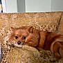 Coco Chanel is registered to the contest to win money with this photo: dog, pomeranian, pet, indoor, couch, sofa, golden, patterned, fur, animal, relaxed, resting, cozy, home, cute, small_dog, lying_down, close_up, brown_fur, domestic_animal