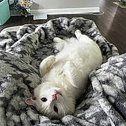 Dutches joined the competition — help win amazing prizes! balloon, blanket, cat, comfort, cozy, curious, cute, floor, fluffy, furniture, home, indoor, lying_down, pet, pink_nose, relaxed, resting, soft_texture, whiskers, white_cat