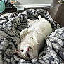 balloon, blanket, cat, comfort, cozy, curious, cute, floor, fluffy, furniture, home, indoor, lying_down, pet, pink_nose, relaxed, resting, soft_texture, whiskers, white_cat