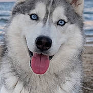 Naya a rejoint le concours — aidez-le/la à gagner de superbes lots ! dog, siberian_husky, pet, canine, blue_eyes, open_mouth, tongue, fluffy, fur, portrait, beach, ocean, sunset, outdoor, nature, happy, sitting, close_up, animal, shoreline