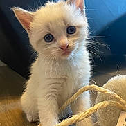 Kitty participe au concours pour gagner de l'argent avec cette photo : kitten, cat, white_cat, blue_eyes, pet, animal, playing, rope, wooden_floor, indoor, cute, fur, whiskers, young, small, curious, domestic_cat, feline, closeup, sitting