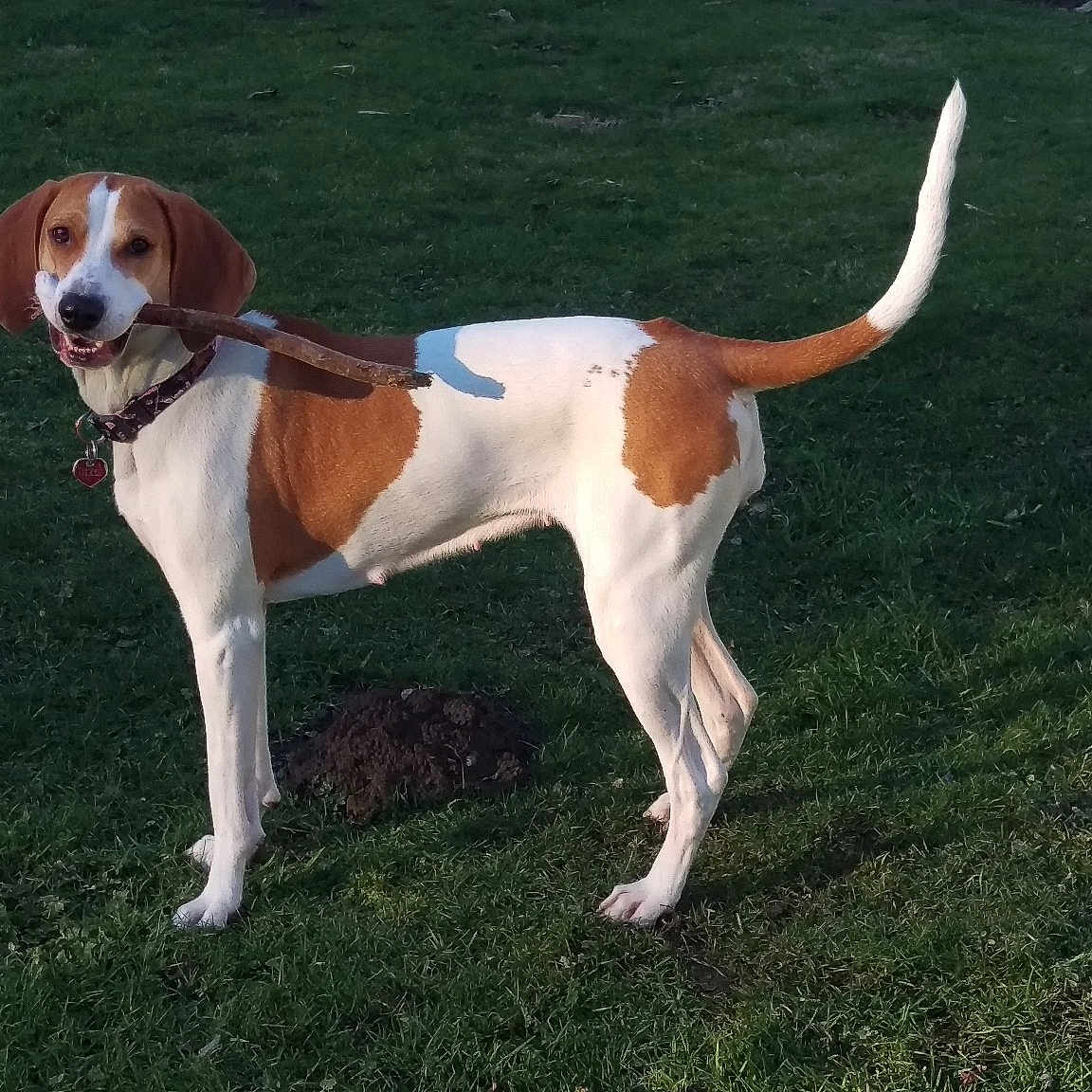 Dixie Rebel is registered to the contest to win money with this photo: american_foxhound, beagle_harrier, braque_saint_germain, canidae, carnivore, companion_dog, dog, dog_breed, english_foxhound, estonian_hound, finnish_hound, hamiltonstovare, harrier, hound, hunting_dog, mammal, posavac_hound, schweizer_laufhund, serbian_tricolour_hound, vertebrate