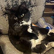 Monkey is registered to the contest to win money with this photo: cat, black_and_white, fluffy, yellow_eyes, armchair, gray, indoor, relaxed, pet, feline, whiskers, curious, plastic_bottle, casual, cozy, fur, paw, sitting, home, comfort