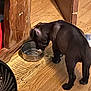 Snoop is registered to the contest to win money with this photo: puppy, dog, black_dog, wooden_floor, metal_bowl, indoor, furniture, table_leg, drinking, pet, flooring, home, canine, young_dog, black_puppy, water_bowl, animal, domestic, wood, fan