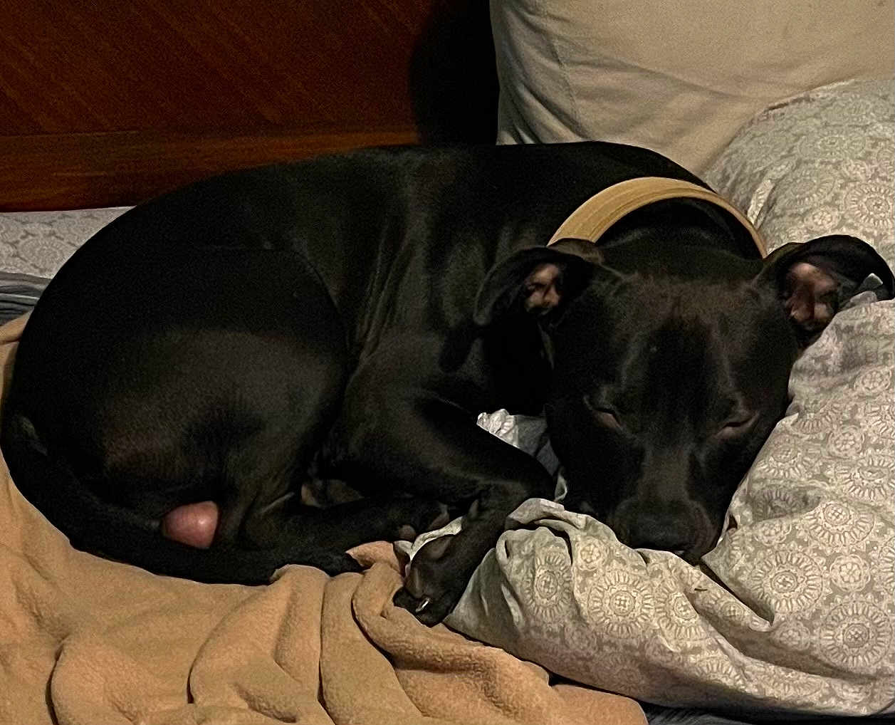 Snoop is registered to the contest to win money with this photo: dog, black_dog, sleeping, bed, pillow, blanket, indoor, pet, canine, resting, cozy, fur, collar, comfort, domestic_animal, relaxation, animal, quiet, nap, peaceful