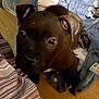 Snoop is registered to the contest to win money with this photo: puppy, dog, brown, close_up, blanket, indoor, floor, curious, pet, animal, resting, cozy, young, cute, ears, eyes, household, wood_floor, fabric, domestic