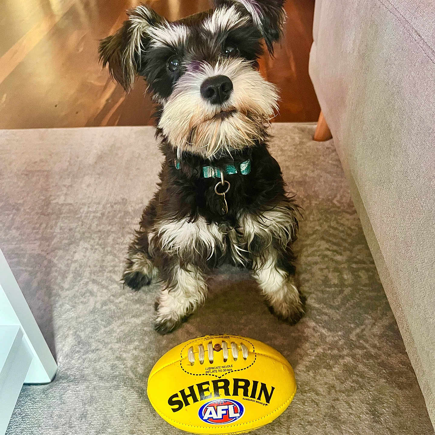 Hazel joined the competition — help win amazing prizes! afl, animal, black_and_white, carpet, collar, couch, curious, cute, dog, domestic, floor, football, furniture, indoor, pet, playful, sherrin, sitting, toy, wooden_floor
