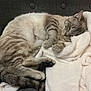 Mimi a rejoint le concours — aidez-le/la à gagner de superbes lots ! cat, sleeping, blanket, fur, cozy, cushion, indoor, resting, pet, animal, striped, paw, tail, relaxed, comfort, soft, feline, chair, domestic, nap