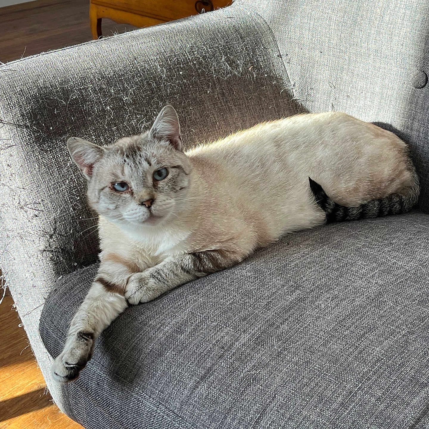 Mimi a rejoint le concours — aidez-le/la à gagner de superbes lots ! animal, blue_eyes, cat, comfort, cozy, domestic, fabric, feline, frayed_edges, gray_chair, home, indoor, lounge, paw, pet, relaxed, resting, striped_tail, sunlight, wooden_floor