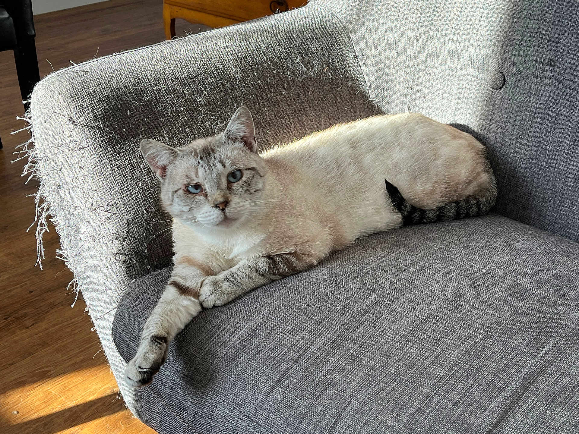 Mimi a rejoint le concours — aidez-le/la à gagner de superbes lots ! cat, blue_eyes, lounge, gray_chair, fabric, frayed_edges, sunlight, wooden_floor, pet, indoor, relaxed, feline, striped_tail, paw, comfort, home, animal, resting, domestic, cozy