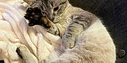 Mimi participe au concours pour gagner de l'argent avec cette photo : cat, feline, pet, animal, tabby, striped, fur, paw, blanket, couch, indoor, relaxing, resting, cozy, comfortable, cute, sleepy, whiskers, ears, claws