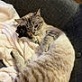 cat, feline, pet, animal, tabby, striped, fur, paw, blanket, couch, indoor, relaxing, resting, cozy, comfortable, cute, sleepy, whiskers, ears, claws