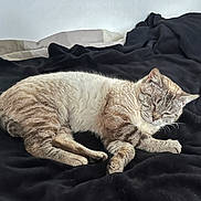 Mimi participe au concours pour gagner de l'argent avec cette photo : cat, sleeping, black_blanket, indoor, fur, pet, resting, cozy, animal, tabby, bed, comfort, relaxed, whiskers, paws, mammal, domestic, cute, feline, soft