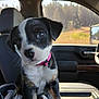 puppy, dog, car_interior, center_console, pink_collar, window, outdoor, trees, grass, sunlight, black_and_white, cute, pet, animal, young, sitting, looking, close_up, daylight, interior