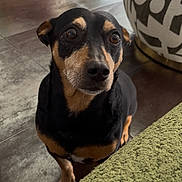 Bart a rejoint le concours — aidez-le/la à gagner de superbes lots ! dog, black_dog, tan_dog, pet, indoor, floor, tile_floor, curious, looking_up, ottoman, pattern, furniture, blanket, green_blanket, close_up, animal, companion, cute, alert, domestic