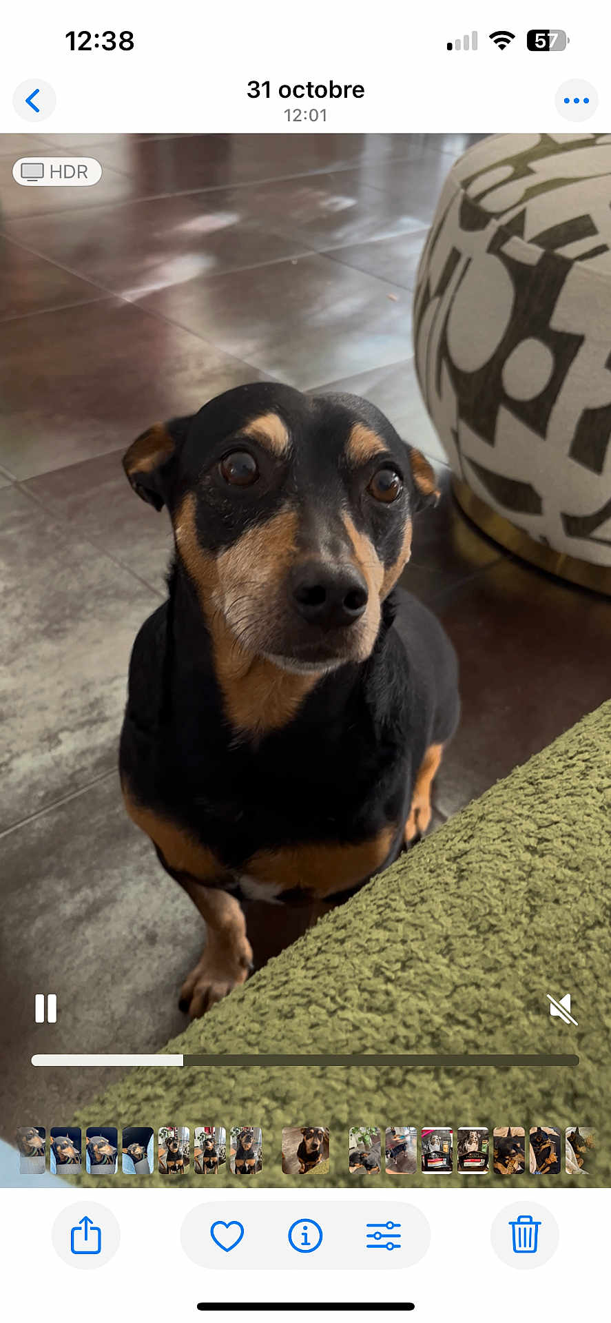 Bart a rejoint le concours — aidez-le/la à gagner de superbes lots ! dog, black_dog, tan_dog, pet, indoor, floor, tile_floor, curious, looking_up, ottoman, pattern, furniture, blanket, green_blanket, close_up, animal, companion, cute, alert, domestic