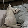 Bali a rejoint le concours — aidez-le/la à gagner de superbes lots ! cat, white_cat, fluffy, lying_down, upside_down, belly_up, paws, whiskers, eyes, bed, bedroom, bedding, pillows, blanket, mirror, indoor, relaxed, sleeping, playful, pet