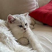 Bali a rejoint le concours — aidez-le/la à gagner de superbes lots ! cat, white_cat, fluffy, feline, pet, animal, lying_down, relaxed, sleepy, face, whiskers, ears, paws, fur, blanket, pillow, couch, indoors, cozy, portrait