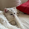 cat, white_cat, fluffy, feline, pet, animal, lying_down, relaxed, sleepy, face, whiskers, ears, paws, fur, blanket, pillow, couch, indoors, cozy, portrait