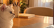 Bali a rejoint le concours — aidez-le/la à gagner de superbes lots ! cat, white_cat, pet, animal, indoors, home_office, laptop, computer, desk, wooden_table, paw, sitting, profile, blue_eyes, bookshelf, houseplant, window, curtains, sunlight, cozy