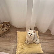 Bali a rejoint le concours — aidez-le/la à gagner de superbes lots ! cat, white_cat, fluffy, pet, animal, sitting, cushion, yellow_cushion, indoor, home, bedroom, wooden_floor, curtains, slippers, portrait, looking_at_camera, cute, feline, soft_lighting, cozy