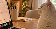 Bali participe au concours pour gagner de l'argent avec cette photo : cat, fluffy_cat, white_cat, pet, animal, portrait, sitting, laptop, computer, workspace, home_office, desk, table, indoor, cozy, plants, bookshelf, window, natural_light, warm_lighting