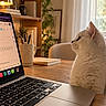 Bali participe au concours pour gagner de l'argent avec cette photo : cat, fluffy_cat, white_cat, pet, animal, portrait, sitting, laptop, computer, workspace, home_office, desk, table, indoor, cozy, plants, bookshelf, window, natural_light, warm_lighting