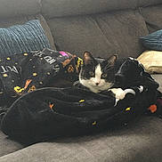 Luna joined the competition — help win amazing prizes! cat, black_and_white, blanket, couch, indoor, pet, feline, resting, cozy, halloween, decor, fabric, paw, fur, relaxed, cute, animal, home, comfort, looking