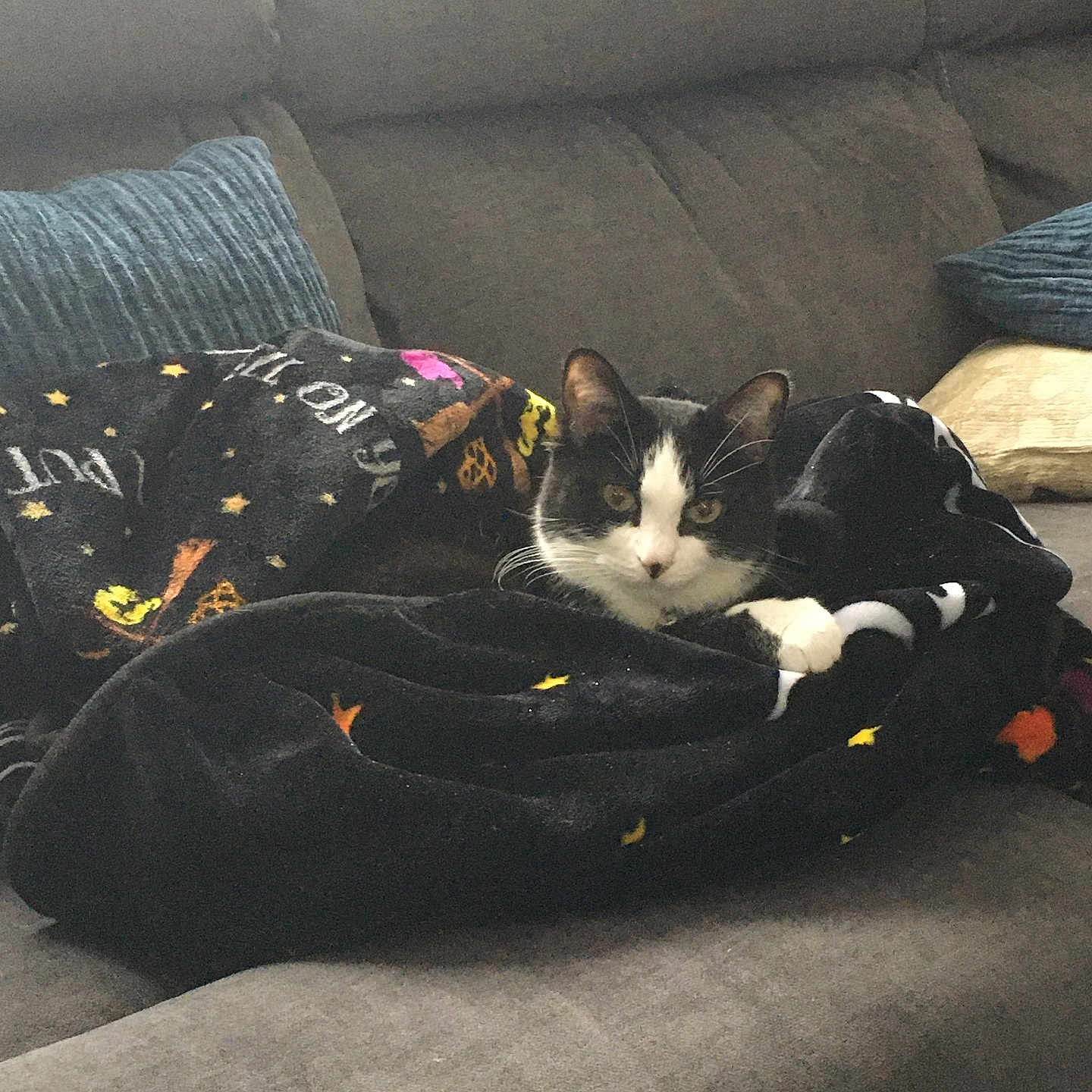 Luna joined the competition — help win amazing prizes! cat, black_and_white, blanket, couch, indoor, pet, feline, resting, cozy, halloween, decor, fabric, paw, fur, relaxed, cute, animal, home, comfort, looking
