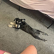 Minnie joined the competition — help win amazing prizes! dog, carpet, bed, sheet, floor, pet, animal, indoor, resting, lying_down, black_and_white, curious, furniture, legs, human, room, cozy, relaxed, canine, home