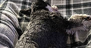 Minnie is registered to the contest to win money with this photo: dog, blanket, plaid, indoor, cozy, fur, lying_down, pet, animal, relaxing, keyboard, toys, floor, home, door, window_blinds, soft_texture, comfort, resting, casual