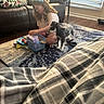 Minnie joined the competition — help win amazing prizes! girl, dog, rug, basket, couch, window, blanket, indoor, floor, pillow, toy, slippers, wood_floor, glasses, headband, pet, home, curious, sitting, light