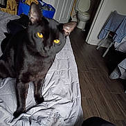 Freddy is registered to the contest to win money with this photo: bag, bed, bedding, bedroom, black_cat, blurred, cat, chair, close_up, curious_expression, door, floor, hardwood_floor, indoor, laundry_basket, pet, quilt, toilet, towel, yellow_eyes