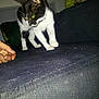 Chacha a rejoint le concours — aidez-le/la à gagner de superbes lots ! cat, black_and_white, pet, animal, indoor, furniture, couch, hand, curious, walking, close_up, flash, yellow_eyes, domestic_cat, feline, white_paws, black_fur, texture, fabric, home