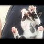 Chacha a rejoint le concours — aidez-le/la à gagner de superbes lots ! kitten, cat, paw, pink_paw_pads, black_and_white, lying_down, pet, animal, feline, cute, small, fur, whiskers, resting, soft_light, domestic_cat, young, indoor, close_up, relaxed