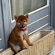 Kitsune participe au concours pour gagner de l'argent avec cette photo : puppy, dog, pet, planter_box, door, collar, brown_fur, cute, animal, young, outdoor, curious, sitting, concrete, small, fur, ears, paws, front_door, domestic
