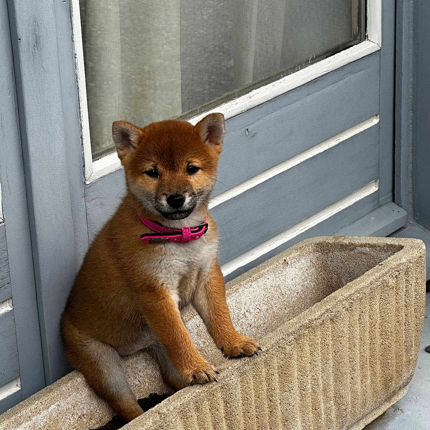 Kitsune participe au concours pour gagner de l'argent avec cette photo : animal, brown_fur, collar, concrete, curious, cute, dog, domestic, door, ears, front_door, fur, outdoor, paws, pet, planter_box, puppy, sitting, small, young